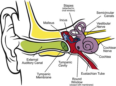 A tube that links the pharynx to the middle ear; How The Ear Works