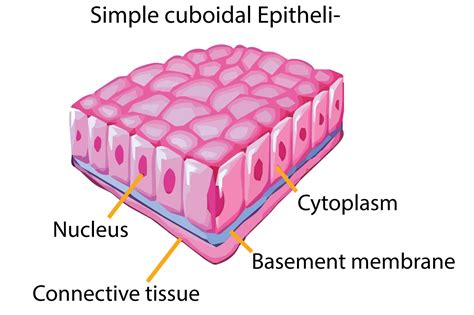 Simple Columnar Epithelium Pseudostratified Columnar Vrogue Co