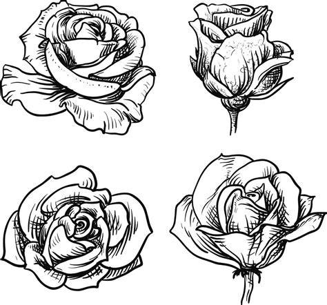 Imágenes De Rosas Para Dibujar