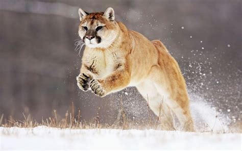 624 best images about cougar america s big cat on pinterest cats ghost cat and africa