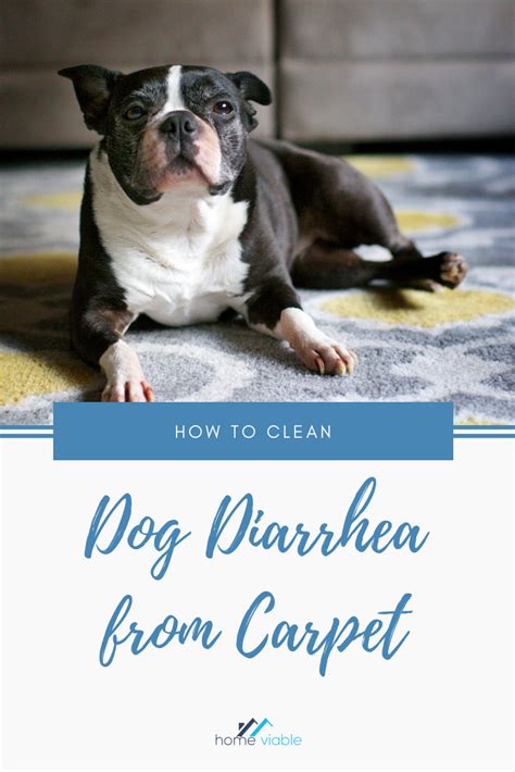 How To Clean Dog Diarrhea From Your Carpet Artofit