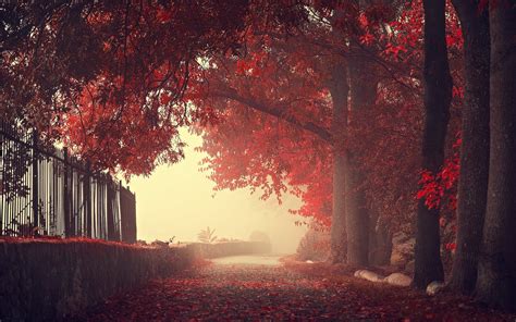 Nature Landscape Fall Fence Trees Walls Mist Road Leaves Red