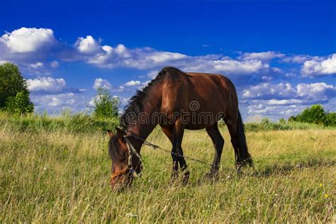Horses In A Meadow Beautiful Horse And Summer Field Stock Photo
