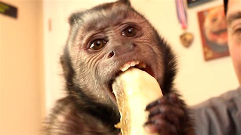 Capuchin Monkey And Mushy Banana Part 4 Youtube