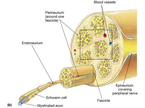 A physiological local conduction block. Classification of Peripheral Nerve Injury - Physiopedia