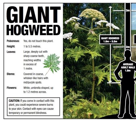 Officials Issue Warning About Giant Hogweed Plant Zoomer Radio Am740