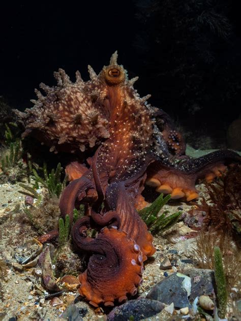 Maori Octopus Facts One Of New Zealands Largest Species Octonation