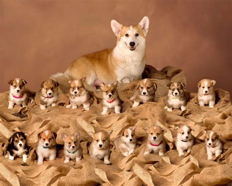 Since the cardigan puppy is rarer, it will cost more, between $900 and $1200. Proud corgi with her litter of 15 puppies! : corgi