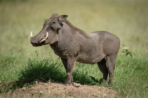This Happy Go Lucky Warthog Dances In Front Of A Pride Of Lions Too