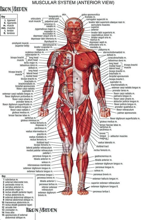 Muscle chart male body parts black background. Anatomy Of The Human Body Muscles Human Body Muscle ...