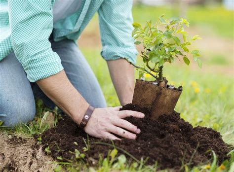 Conceptos Básicos Para Plantar árboles Y Arbustos Pequeños