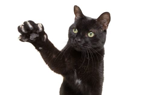 39300 Black Cat Paws Stock Photos Pictures And Royalty Free Images