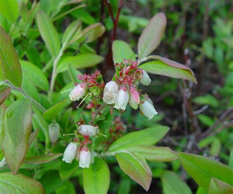 Vaccinium Corymbosum Highbush Blueberry Go Botany