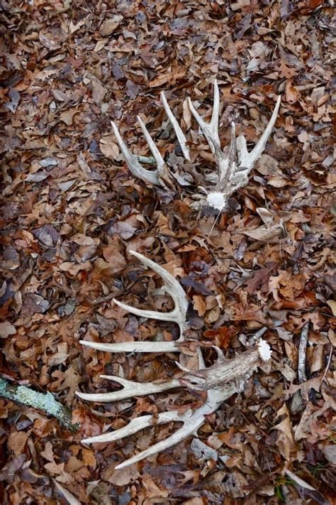 Pin By Josh Fillingham On Shedsdead Heads Whitetail Deer Pictures