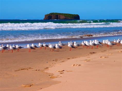 Birds Are Often The Only Ones On The Quiet Mystics Beach Secret Escapes