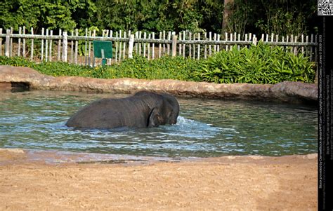 Baby Asian Elephant Playing In Pool By Damselstock On Deviantart