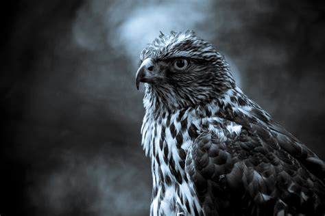 102 Hawk Hd Wallpapers Background Images Wallpaper Abyss