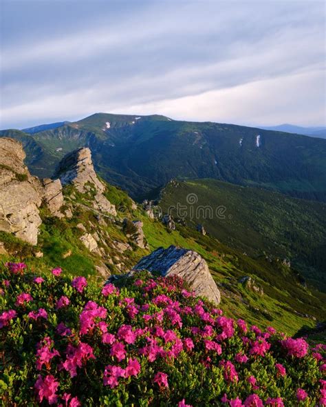 Pink Rose Rhododendron Flowers On Morning Summer Mountain Slope Stock