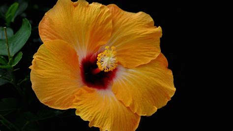 Yellow Hibiscus Flower In Black Background Hd Flowers Wallpapers Hd