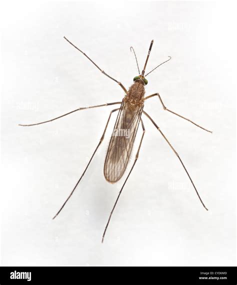 Vuoto Spiacenti Superficiale Tops Mosquitos Corrisponde A Richiesta
