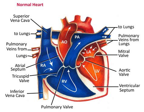 Labeled Diagram Of The Heart And Blood Flow