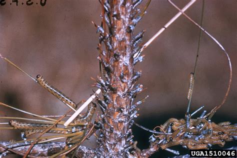 Blackheaded Pine Sawfly Neodiprion Excitans