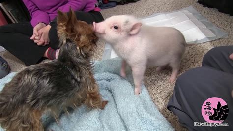 Cute Mini Pig And Puppy Become Unlikely Friends Youtube