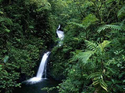 Costa Ricas Monteverde Cloud Forest
