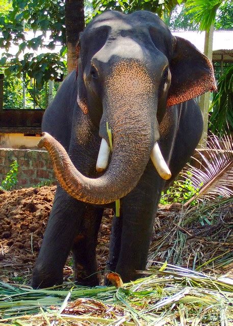 Kerala India Elephants A Photo On Flickriver