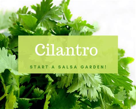 Growing Cilantro Indoors Gardenologist