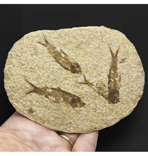 Fossils Eocene Period Fossil Fish From Wyoming Usa Knightia