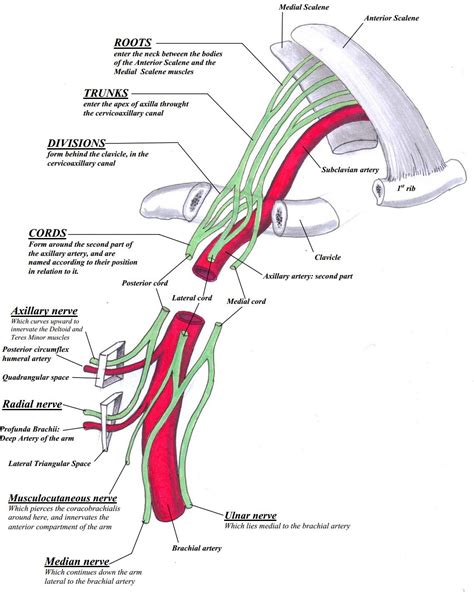 Brachial Plexus Anatomical Course And Lesions Deranged Physiology