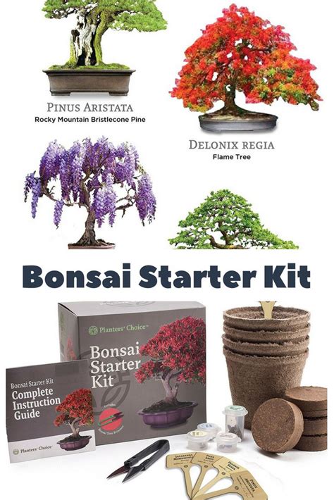 Bonsai Starter Kit The Complete Kit To Easily Grow 4 Bonsai Trees