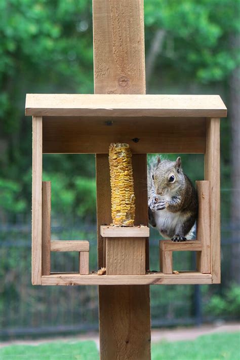 18 Epic Diy Squirrel Feeder Plans Easy Instruction And Tips Artofit