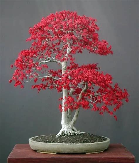 5 Redleaf Japanese Maple Tree Seeds Tree Seeds That Can Be Used For