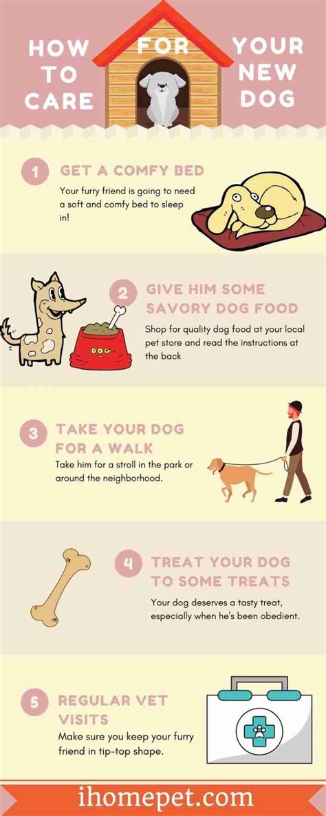 Infographic How To Care For Your New Dog The Easy Way