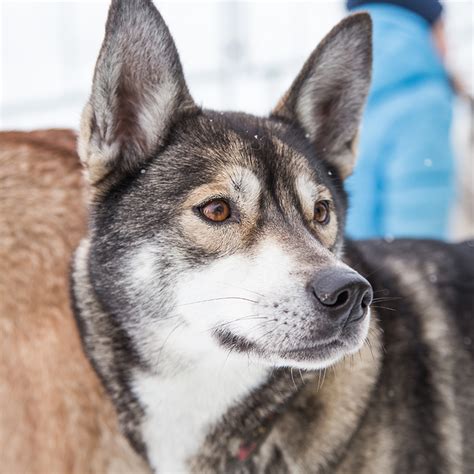 Alaskan Husky Facts Wisdom Panel™ Dog Breeds
