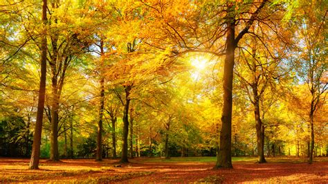 Find the best hogwarts wallpaper hd on getwallpapers. Golden Sun Autumn Forest Trees With Golden Yellow Leaves ...