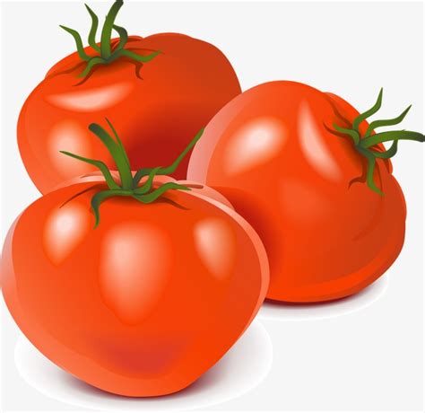 vector realistic vegetables tomato vector realism