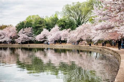 Stunning Spots In Which To Admire The Cherry Blossoms This Season