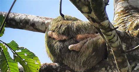 Guanacaste Tenorio Volcano Falls And Sloth Spotting Day Trip Getyourguide