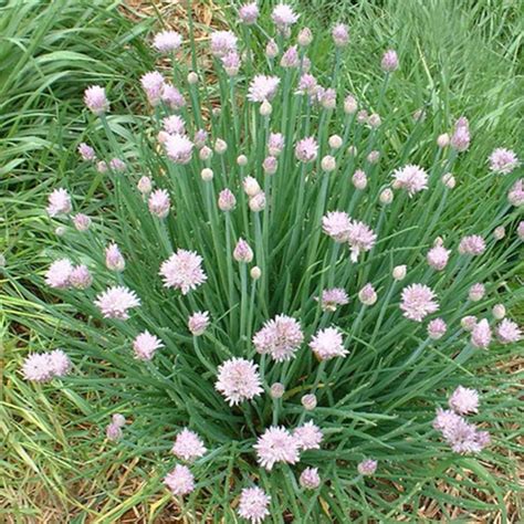 50 Garlic Chinese Chive Seeds Welldales