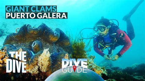 Gaano Nga Ba Kalaki Ang Mga Giant Clams Ng Puerto Galera Thediveph