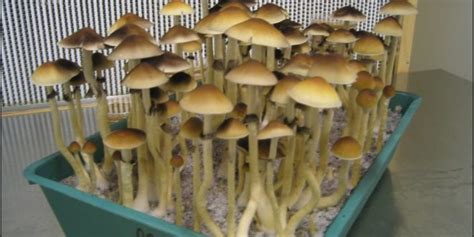 How To Grow Psilocybin Mushrooms The Garden