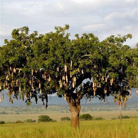 Sausage Tree Seeds Kigelia Pinnata Price €205