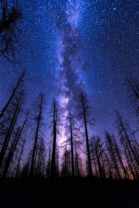 Mobile Hd Wallpapers Night Sky Start Forest Milkyway Violet