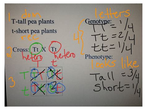 Practice with monohybrid punnett square answers some of the worksheets for this concept are monohybrid punnett square practice, punnett square work, practice with monohybrid practice problems show punnett square, give genotype and phenotype for each on your own paper! ShowMe - monohybrid mice vl