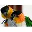 How To Identify A Healthy Caique Parrot  Parrots