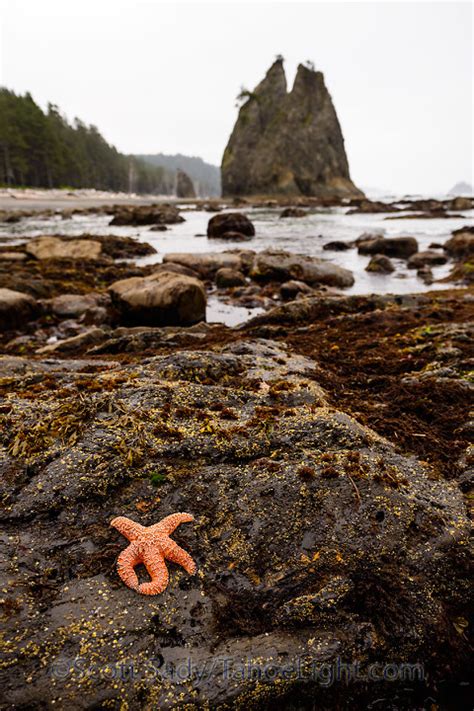 Olympic National Park Back To Reno Aliner Camping Part 3 Of 3 Tahoe