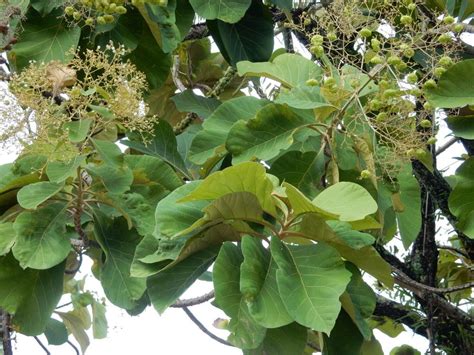 Teak Tectona Grandis